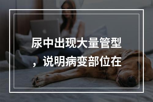 尿中出现大量管型，说明病变部位在