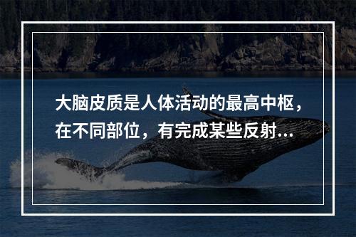 大脑皮质是人体活动的最高中枢，在不同部位，有完成某些反射活动