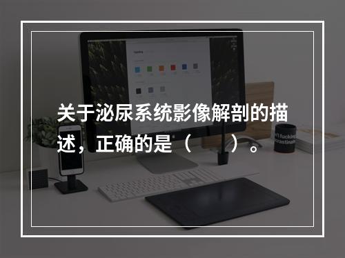 关于泌尿系统影像解剖的描述，正确的是（　　）。