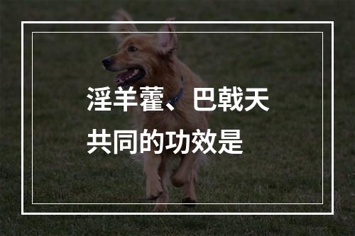 淫羊藿、巴戟天共同的功效是