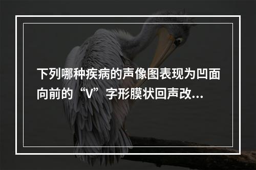 下列哪种疾病的声像图表现为凹面向前的“V”字形膜状回声改变？