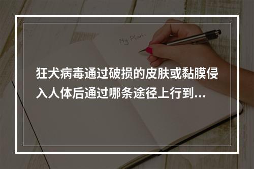 狂犬病毒通过破损的皮肤或黏膜侵入人体后通过哪条途径上行到中