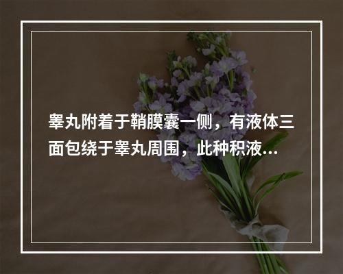 睾丸附着于鞘膜囊一侧，有液体三面包绕于睾丸周围，此种积液称