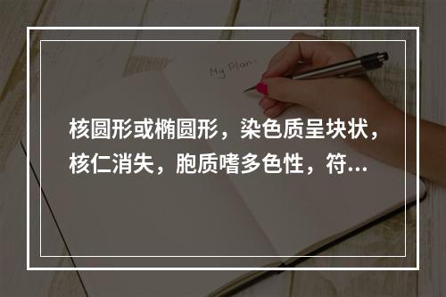 核圆形或椭圆形，染色质呈块状，核仁消失，胞质嗜多色性，符合以