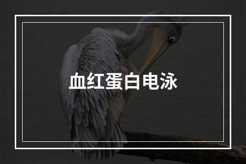 血红蛋白电泳