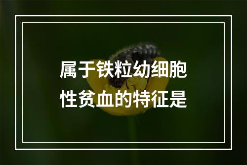 属于铁粒幼细胞性贫血的特征是