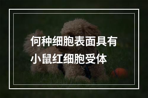 何种细胞表面具有小鼠红细胞受体