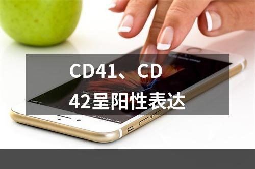 CD41、CD42呈阳性表达