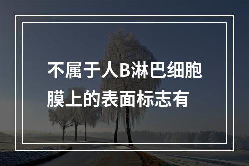 不属于人B淋巴细胞膜上的表面标志有