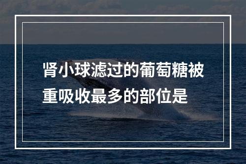 肾小球滤过的葡萄糖被重吸收最多的部位是