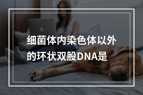 细菌体内染色体以外的环状双股DNA是