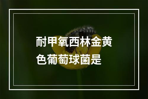 耐甲氧西林金黄色葡萄球菌是