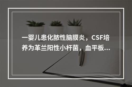 一婴儿患化脓性脑膜炎，CSF培养为革兰阳性小杆菌，血平板培养