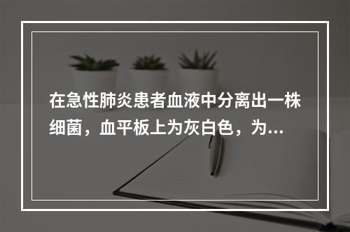 在急性肺炎患者血液中分离出一株细菌，血平板上为灰白色，为一溶