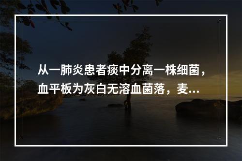 从一肺炎患者痰中分离一株细菌，血平板为灰白无溶血菌落，麦康凯