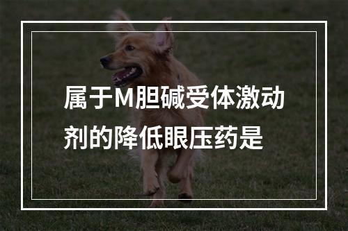 属于M胆碱受体激动剂的降低眼压药是