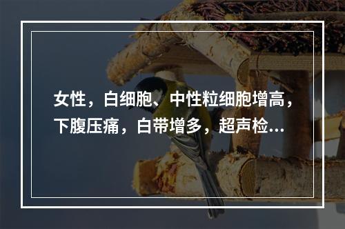 女性，白细胞、中性粒细胞增高，下腹压痛，白带增多，超声检查见