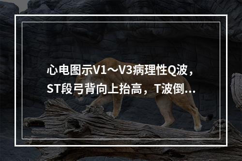 心电图示V1～V3病理性Q波，ST段弓背向上抬高，T波倒置，