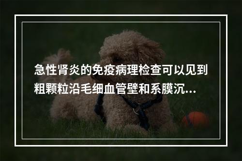 急性肾炎的免疫病理检查可以见到粗颗粒沿毛细血管壁和系膜沉积