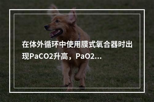 在体外循环中使用膜式氧合器时出现PaCO2升高，PaO2正