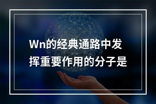 Wn的经典通路中发挥重要作用的分子是