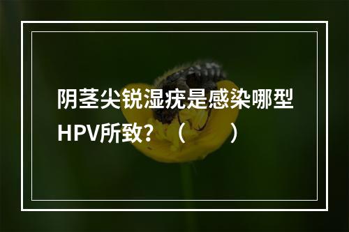 阴茎尖锐湿疣是感染哪型HPV所致？（　　）