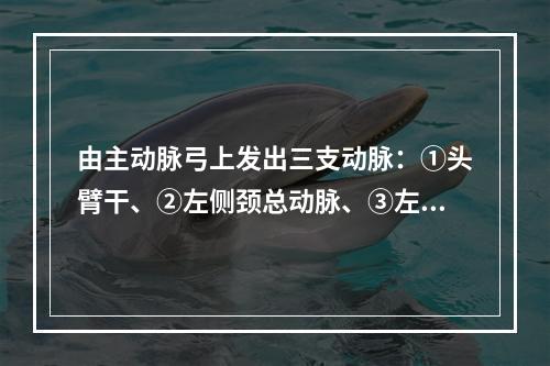 由主动脉弓上发出三支动脉：①头臂干、②左侧颈总动脉、③左侧