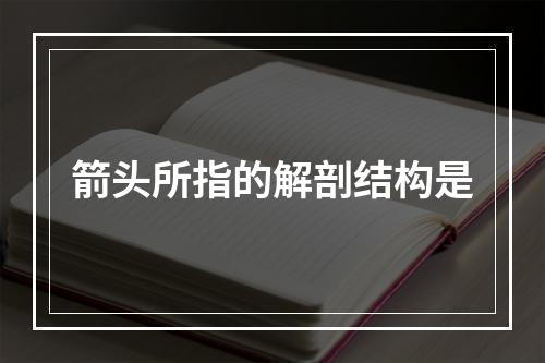 箭头所指的解剖结构是