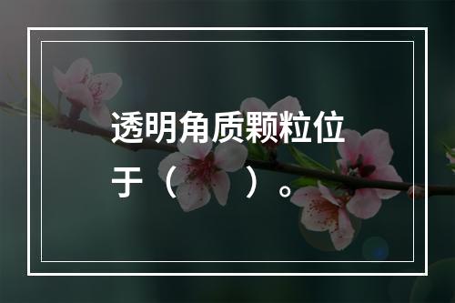 透明角质颗粒位于（　　）。