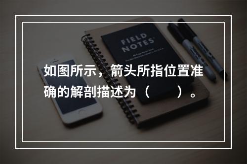 如图所示，箭头所指位置准确的解剖描述为（　　）。