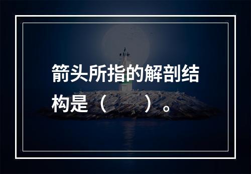 箭头所指的解剖结构是（　　）。