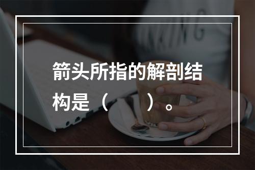 箭头所指的解剖结构是（　　）。