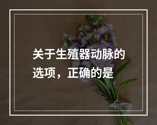 关于生殖器动脉的选项，正确的是