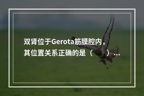 双肾位于Gerota筋膜腔内，其位置关系正确的是（　　）。