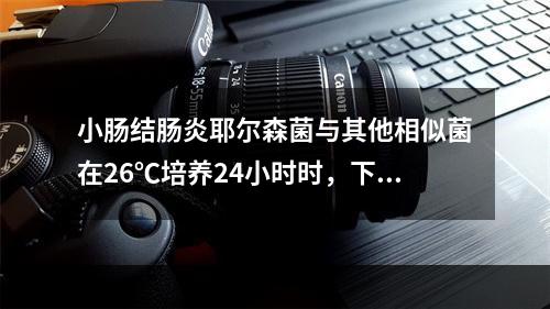 小肠结肠炎耶尔森菌与其他相似菌在26℃培养24小时时，下述哪