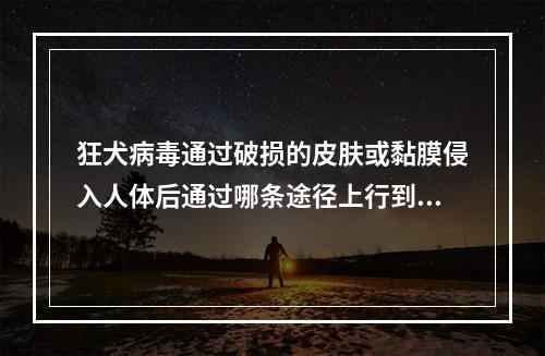 狂犬病毒通过破损的皮肤或黏膜侵入人体后通过哪条途径上行到中枢