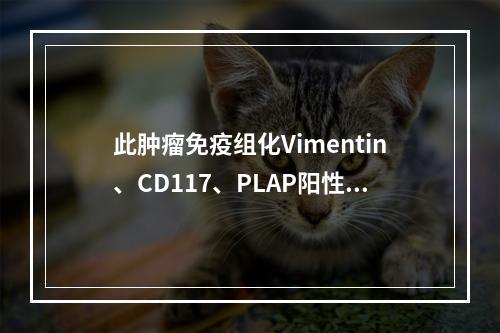 此肿瘤免疫组化Vimentin、CD117、PLAP阳性，P