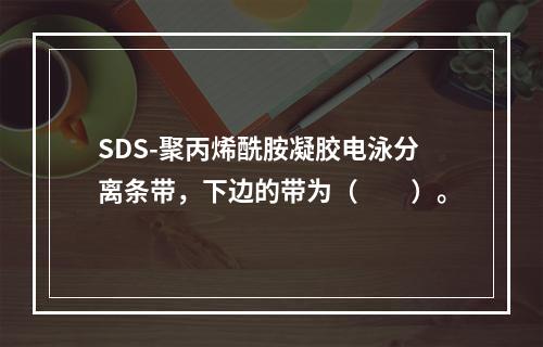 SDS-聚丙烯酰胺凝胶电泳分离条带，下边的带为（　　）。