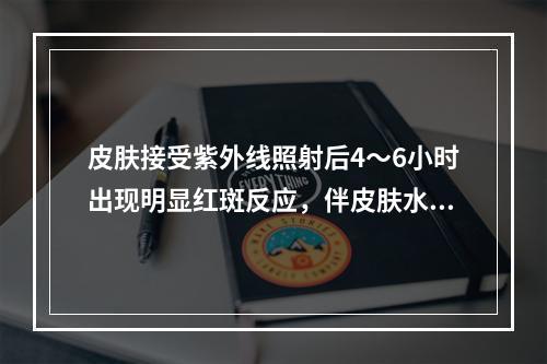 皮肤接受紫外线照射后4～6小时出现明显红斑反应，伴皮肤水肿，