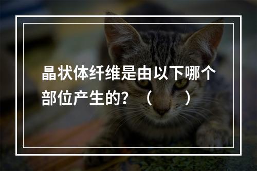 晶状体纤维是由以下哪个部位产生的？（　　）