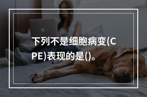 下列不是细胞病变(CPE)表现的是()。