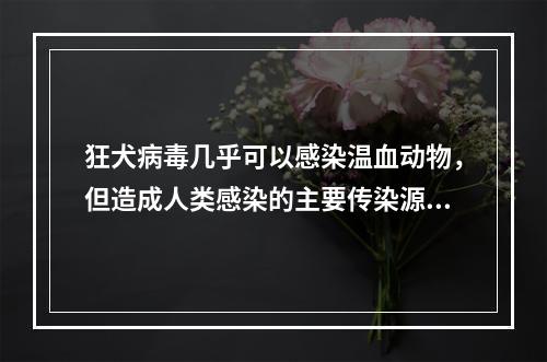 狂犬病毒几乎可以感染温血动物，但造成人类感染的主要传染源是