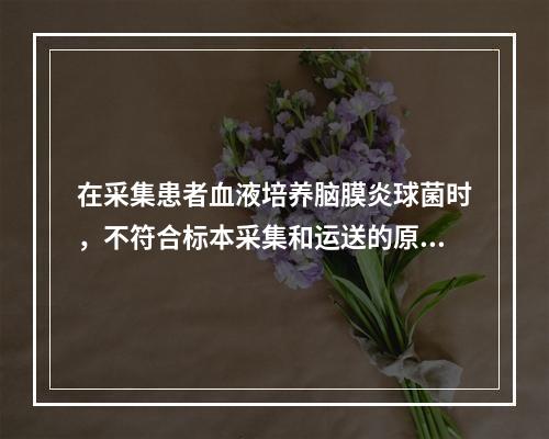 在采集患者血液培养脑膜炎球菌时，不符合标本采集和运送的原则是