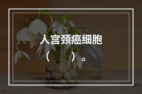 人宫颈癌细胞（　　）。