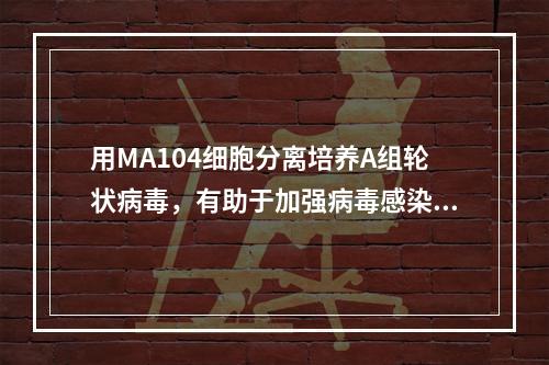 用MA104细胞分离培养A组轮状病毒，有助于加强病毒感染性的