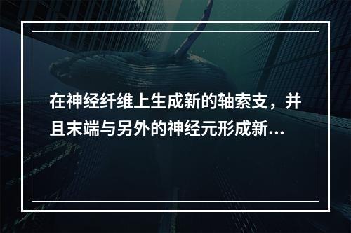 在神经纤维上生成新的轴索支，并且末端与另外的神经元形成新的突