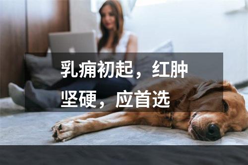 乳痈初起，红肿坚硬，应首选