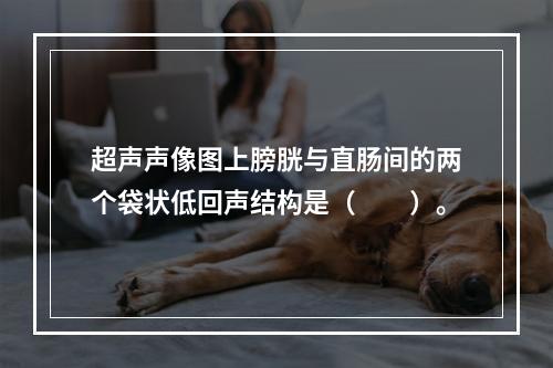 超声声像图上膀胱与直肠间的两个袋状低回声结构是（　　）。