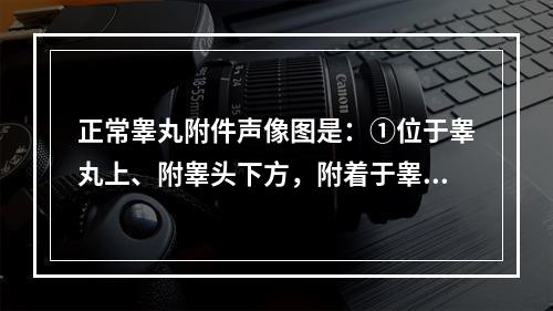 正常睾丸附件声像图是：①位于睾丸上、附睾头下方，附着于睾丸