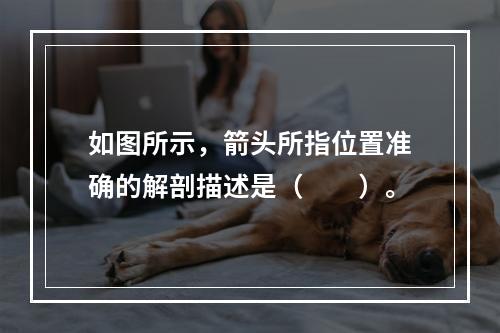 如图所示，箭头所指位置准确的解剖描述是（　　）。